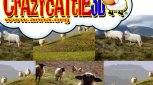 Crazy Cattle 3D