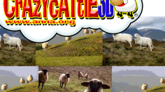 Crazy Cattle 3D